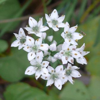 Fall Blooming Bulbs