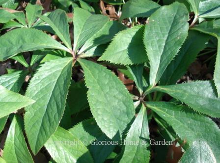 Helleborus orientalis