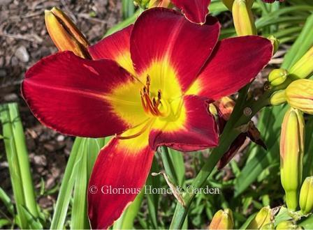 Hemerocallis 'Cherokee Star' is a very bright red with broad gold applique throat.