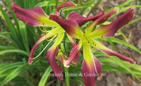 Hemerocallis 'Chokecherry Mountain' has an unusual form.  Not quite a spider, but the petals are narrow and somewhat folded while the tepals are quite narrow and also folded, giving the flower an open, loose appearance.