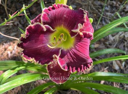 Hemerocallis 'Cosmic Struggle' is a rich cranberry red color with a lavender watermark, tightly crimped ivory edge, and yellow throat.