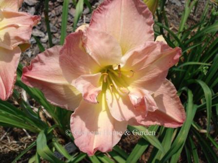 Hemerocallis 'Country Music Queen' is a double in rose with a yellow throat.