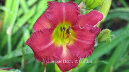 Hemerocallis 'Endless Heart' is a rosy-red self with wide petals and tepals giving it a rounded shape set off by a yellow-green heart.