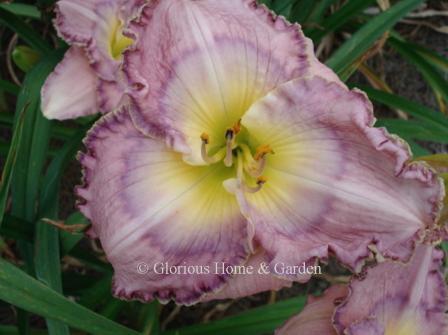 Hemerocallis 'Palace Garden Beauty' is a ruffled lavender with white midribs and darker lavender watermark and yellow throat.
