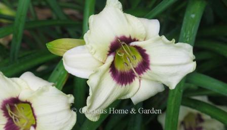 Hemerocallis 'Pandora's Box' is a creamy near white daylily with a purple eyezone that grows to about 20." Reblooms.