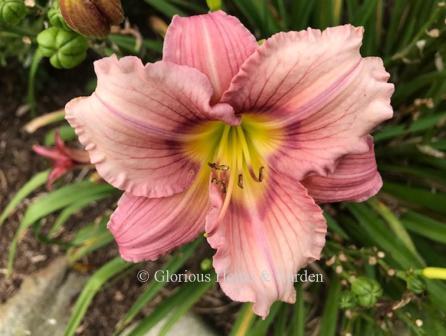 Hemerocallis 'Stephanie Returns' is a rose bitone with a deeper rose eyezone with deep rose veining extending into the petals.  The petals are a bit lighter than the tepals.
