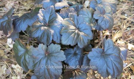 Heuchera x 'Obsidian' has very dark purple, almost black leaves.