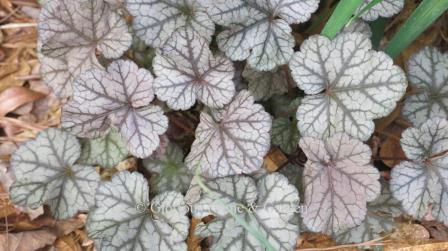 Heuchera x 'Silver Lode' has leaves with an overlay of silver set off with green veining.