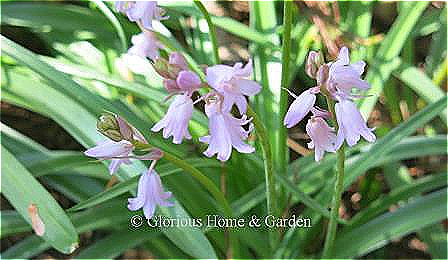 Hyacinthoides hispanica var. rosea