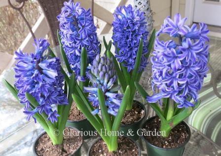 Hyacinthus orientalis 'Blue Jacket'