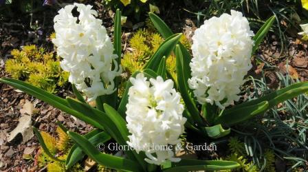 Hyacinthus  orientalis 'Fairy White'