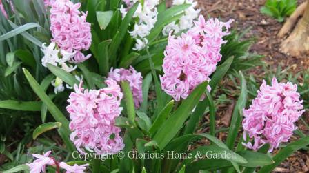 Hyacinthus orientalis 'Fondant'