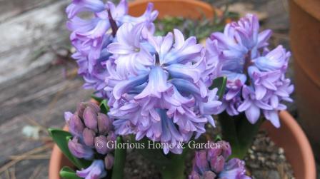 Hyacinthus orientalis 'Purple Star'