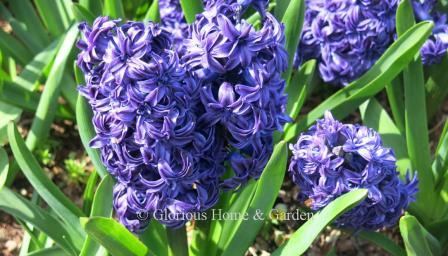 Hyacinthus orientalis 'Royal Navy'