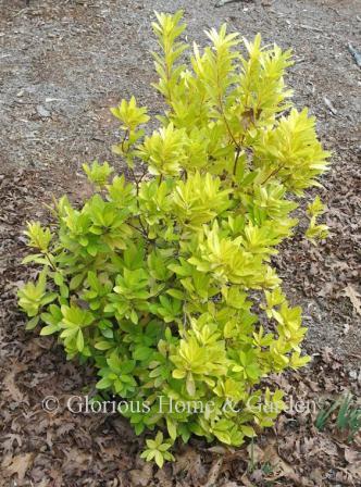 Illicium parviflorum 'Florida Sunshine'