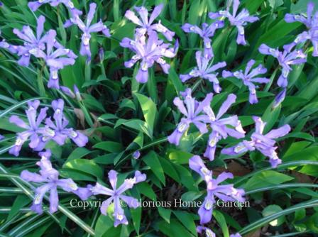 Iris cristata 'Eco Bluebird' is low ground cover iris in blue.