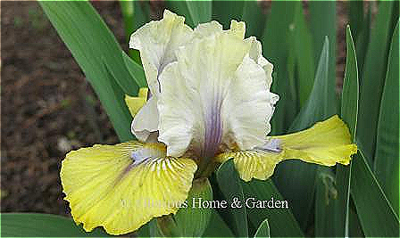 iris 'Double Your Fun' is an intermediate bearded iris.  White standards have a deep violet midrib; the yellow falls also have a violet center flush.  Standards and falls are lightly ruffled.