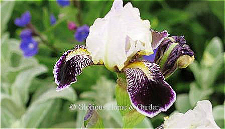 Miniature Tall Bearded Iris 'Frosted Velvet' has white standards and deep violet falls edged in white.