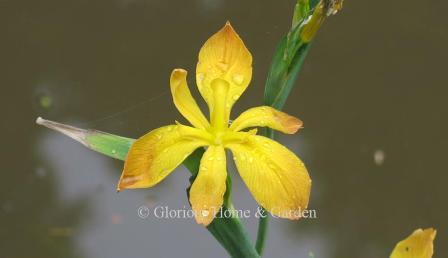Iris fulva 'Lois.'  While most of this species has reddish or coppery flowers, this cultivar exhibits bright yellow blooms.
