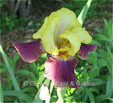 Iris germanica 'Blatant' is in the tall bearded class. It is a bicolor with golden standards and magenta falls.