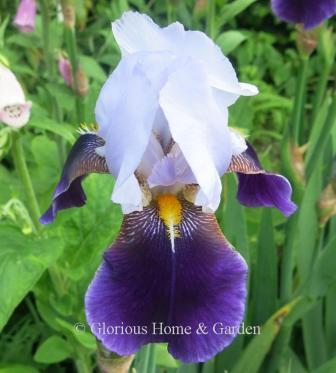 Iris germanica 'Braithwaite' is in the tall bearded class. It has pale lavender standards and deep velvety purple falls, set off by orange beards.