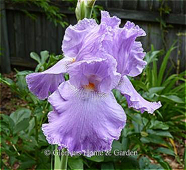 Iris germanica 'Italic Light' is an orchid lavender self in the tall bearded class.