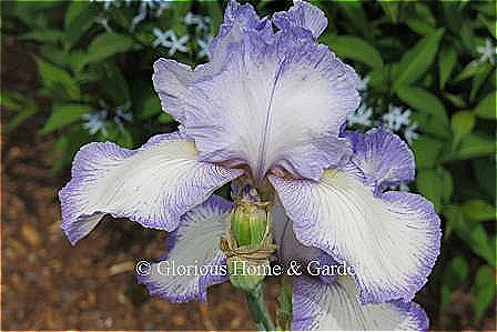 Iris germanica 'Queen Dorothy' is in the tall bearded class.  It is a white plicata with violet edges on the standards and falls.