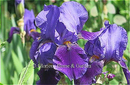 Iris germanica 'The Black Douglas,' is classified as a bitone with lighter purple standards and deeper velvety purple falls in the tall bearded category.