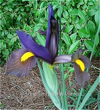 Iris hollandica 'Eye of the Tiger'