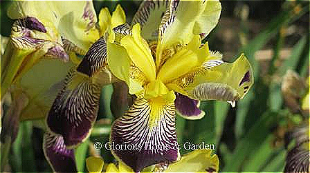 Iris 'Loreley' is an intermediate bearded iris with yellow standards and purple falls broken with white striations.