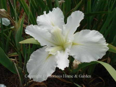 Iris x louisiana 'Dural White Butterfly,' white with ruffled petal edges.