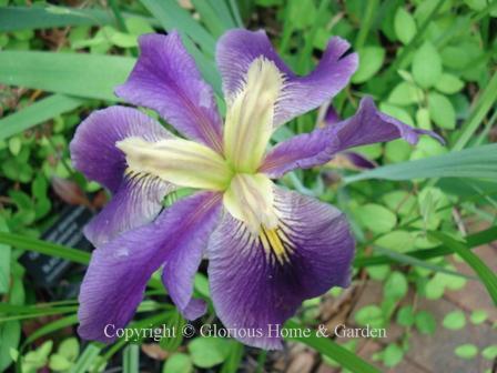 Iris x louisiana 'Hurricane Party,' red-violet with yellow signals and cream style arms.