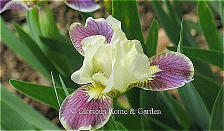 Standard Dwarf Bearded Iris 'Making Eyes' has light lemon standards and red-violet falls edged in pale lemon.