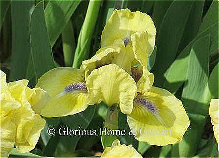 Standard Dwarf Iris 'Prank' is a golden yellow self with a contrasting blue beard.