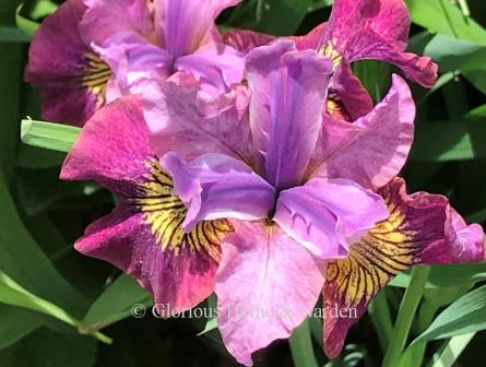 Iris sibirica 'Miss Apple'