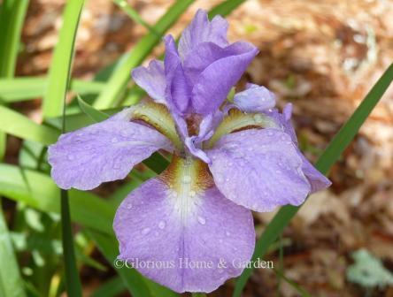 Iris sibirica 'Ranman'