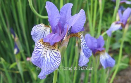 Iris sibirica 'Shaker's Prayer'