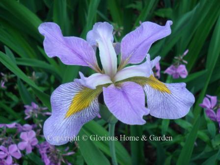 Iris virginica 'Southern Wanderer'