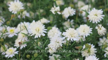 Kalimeris pinnatifida, or Japanese aster, has double white flowers with yellow centers.