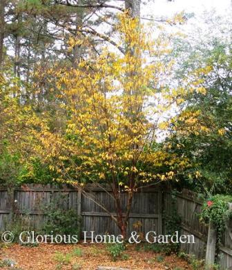 Lagerstroemia fauriei 'Fantasy' turns a beautiful bright yellow in fall.