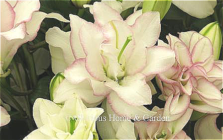 Lilium 'Anouska' is an Double Oriental lily in white with pink edges. Also known as a Roselily.