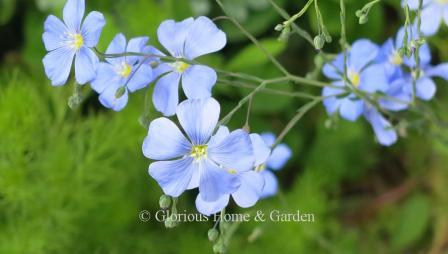 Linum perenne, or perennial flax, is grown to fake linen fabric, but its azure blue flowers make it a springtime delight in the garden.