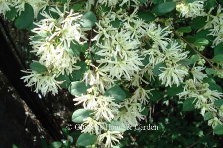 Loropetalum chinense