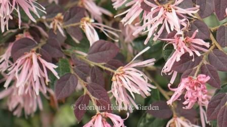 Loropetalum chinense var. rubrum 'Ruby Snow'