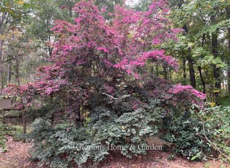 Loropetalum chinense var. rubrum 'Zhuzhou Fuchsia'