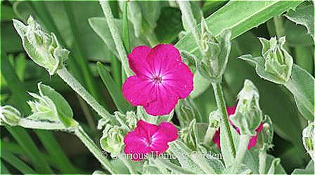 Lychnis coronaria, commonly called rose campion, has strong magenta flowers and fuzzy gray-green leaves.