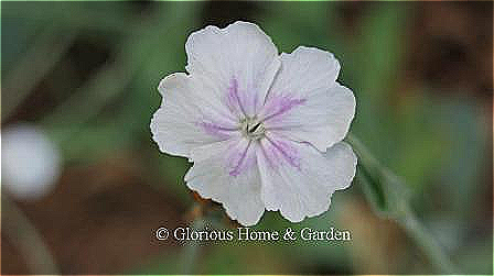 Lychnis coroniara 'Angel's Blush' has white flowers suffused with pink and soft gray-green foliage.