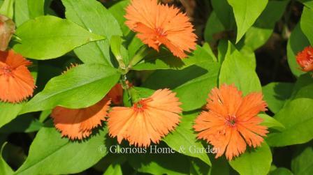 Lychnis coronaria 'Orange Sherbet' has bright orange flowers and green leaves.