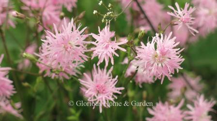 Lychnis flos-cuculi 'Jenny.' This variety of ragged robin sports pink flowers and is a prolific bloomer and self-seeder.