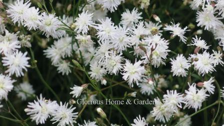 Lychnis flos-cuculi 'Petit Henri,' or ragged robin, has white flowers.